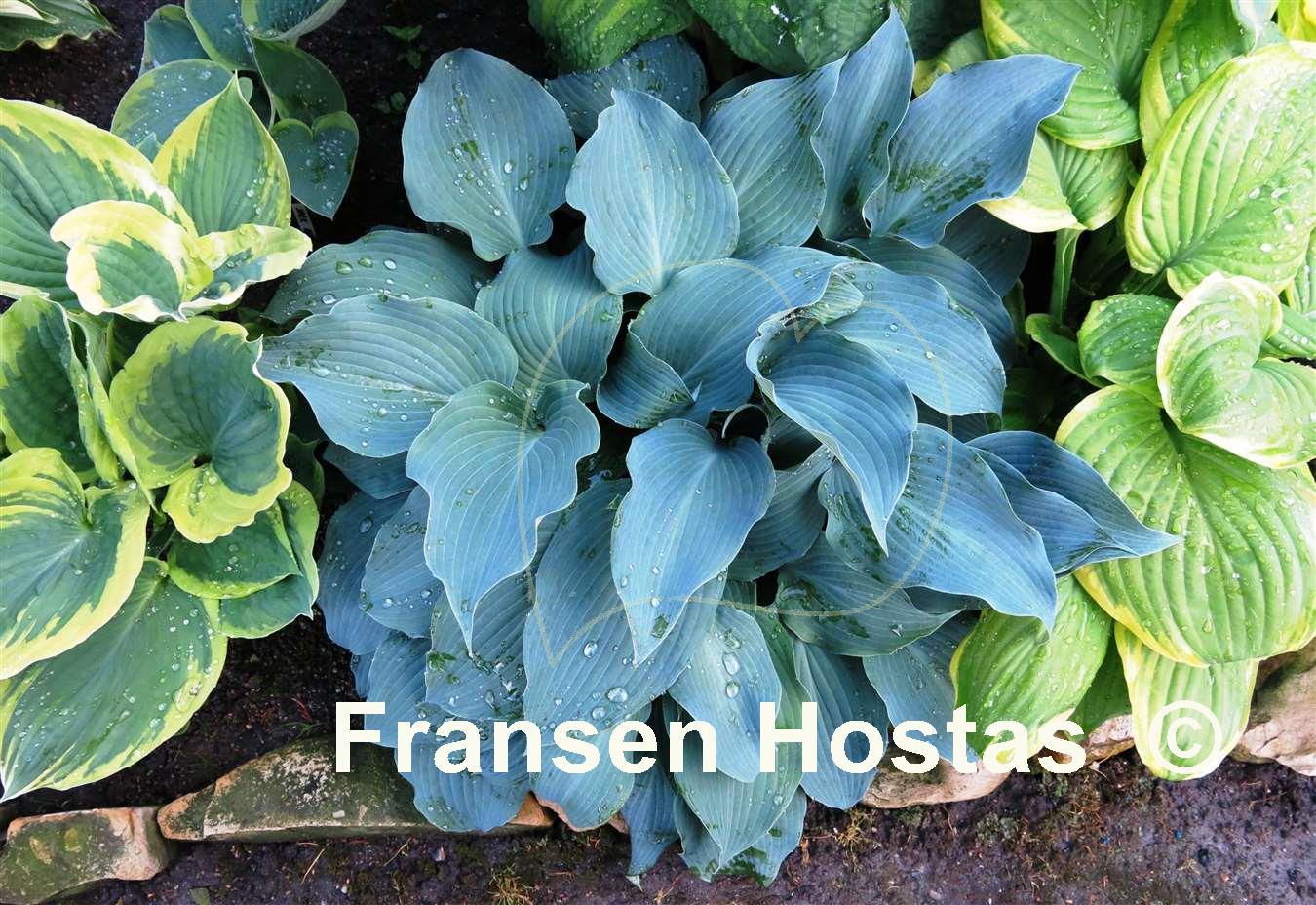 Hosta Blue Wedgwood - Fransen Hostas